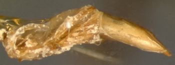 Media type: image;   Entomology 29089 Aspect: genitalia